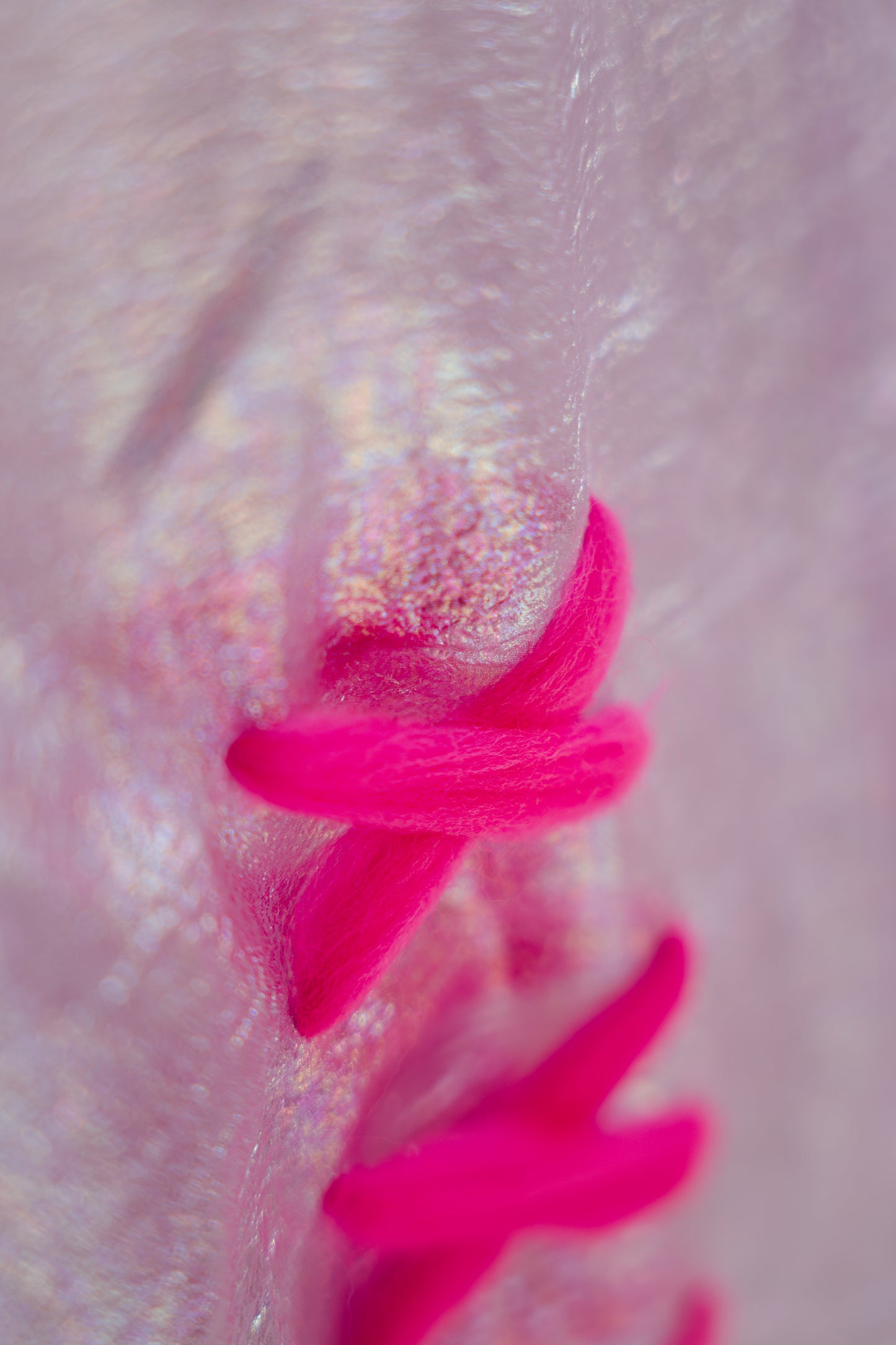 Heritage Blouse Fucsia